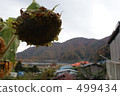 autumn 499434