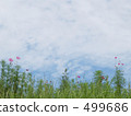 Cosmos Cosmos 499686