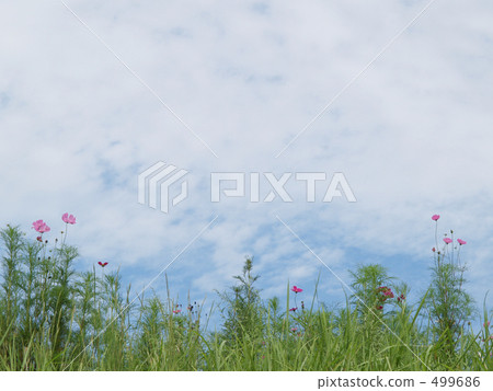 Cosmos Cosmos 499686