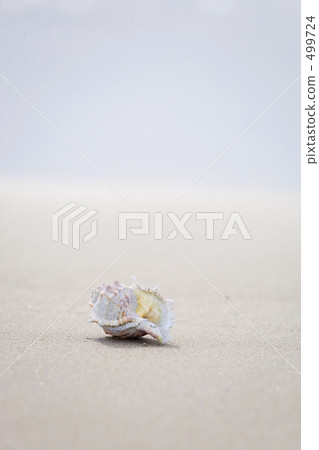 海灘的殼(垂直) 海灘的殼(垂直) 499724