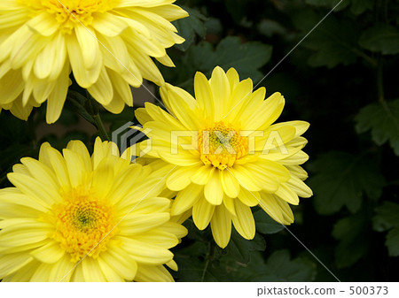 Clove chrysanthemum 500373