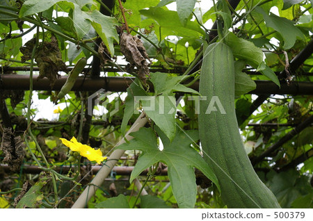 sponge cucumber, sponge gourd, rag gourd 500379