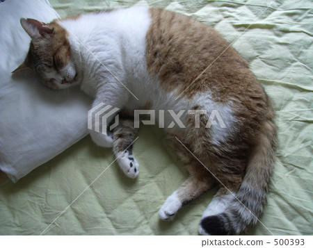 毛孩 貓 貓咪 500393