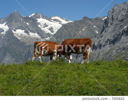Cows of the Alps Cows of the Alps 500882