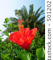 trees, shrub, shrubs 501202