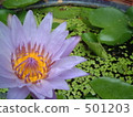 lotus flower, waterweed, day 501203