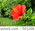 hibiscus, shrub, shrubs 501206