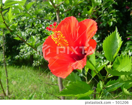 hibiscus, shrub, shrubs 501206