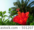 hibiscus, trees, day 501207