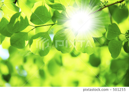 Fresh green and sunbeams 501255