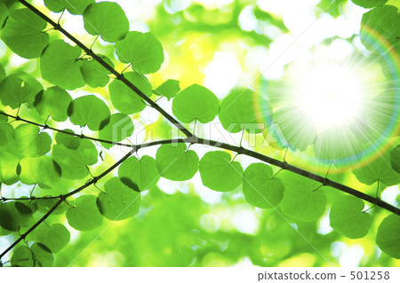 Fresh green and sunbeams 501258