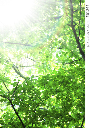 Fresh green and sunbeams 501263