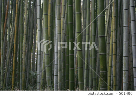 竹叢 雅致 意境 501496