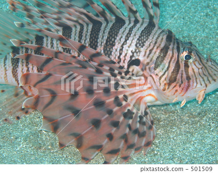 石頭魚 獅子魚 501509