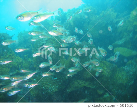 半線天竺鯛 501510