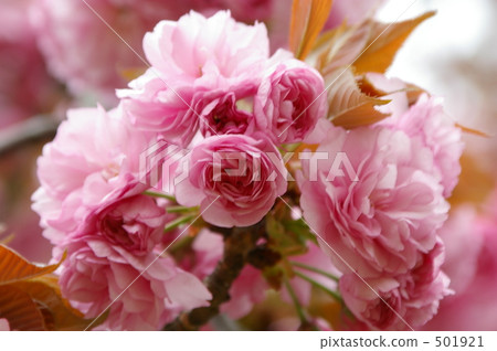 Sekiyama（Kanzan） 501921