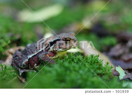 青蛙 501939