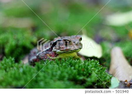 青蛙 青蛙 501940