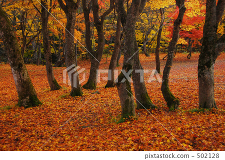 秋天的公園 502128