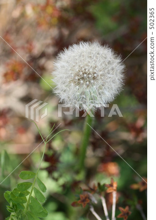 Fluffy dandelion Fluffy dandelion 502365
