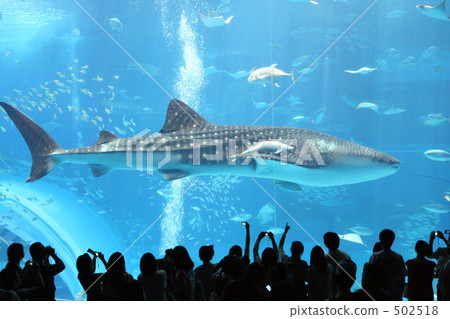 Whale shark 502518