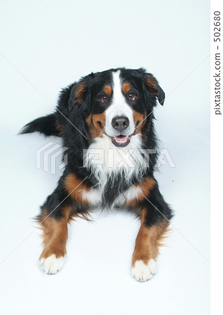 Barneys Mountain Dog 502680