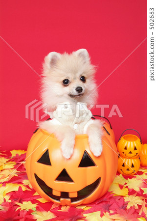 Pomeranian Pomeranian 502683