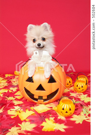 Pomeranian Pomeranian 502684