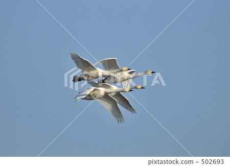 Swan family flight 502693
