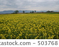 油菜田 503768