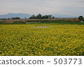 油菜田 503773