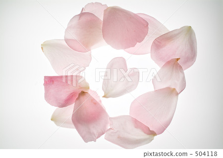 Heart's petal Heart's petal 504118