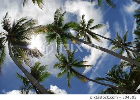 Receiving the sunlight 504305