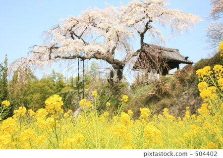 Jizo Zen大師的櫻花和油菜田 Jizo Zen大師的櫻花和油菜田 504402