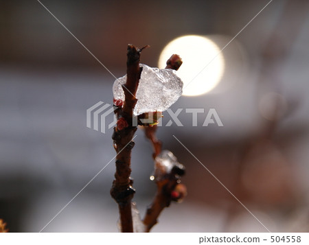 Early spring 504558