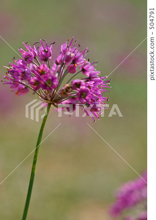 Sand dune rakkyo flower 504791