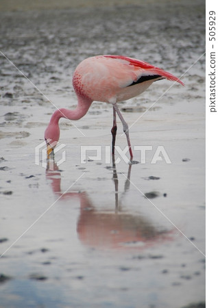 智利火烈鳥 火烈鳥 火鶴 505929