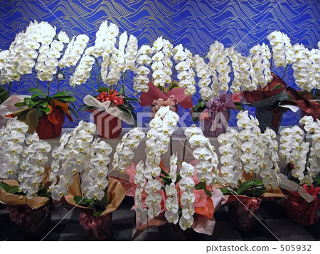 Phalaenopsis orchid Phalaenopsis orchid 505932