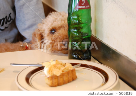 我想吃蛋糕。 506839