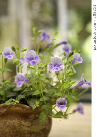 Potted plants in Torenia 508851