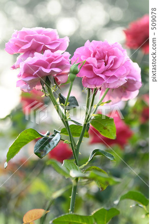 rose, roses, bloom 509078