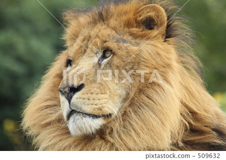 lion 509632