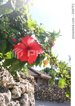 Hibiscus of Taketomi-jima Island 1 509753