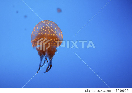 海蜇 水母 美杜莎 510095