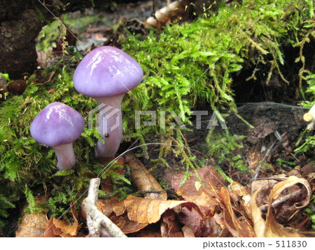 Purple mushroom Purple mushroom 511830