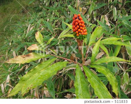 Red fruit of Ten Nanshaw 511833