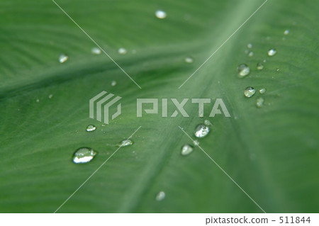 green, nature, natural 511844