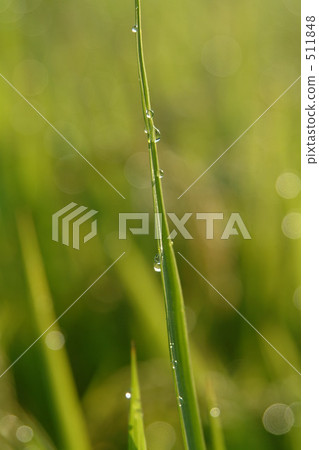 水滴 樹葉 綠色 511848