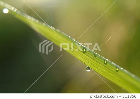 綠色 自然 511850