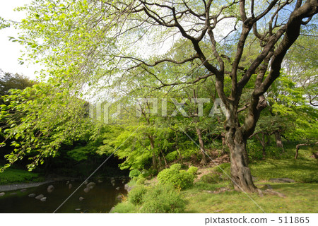 小石川後楽園花園 文京區役 東京 511865